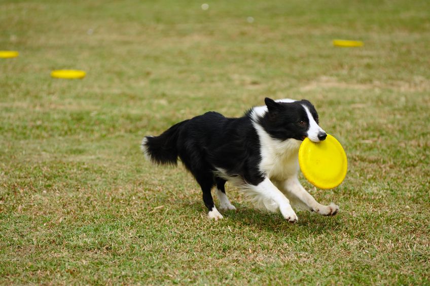 3 Tips for Beginning the Training of a Puppy- Dog Training in Chicago