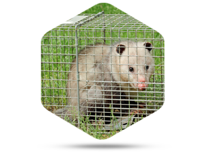 Humane Opossum Removal in Reynoldsburg