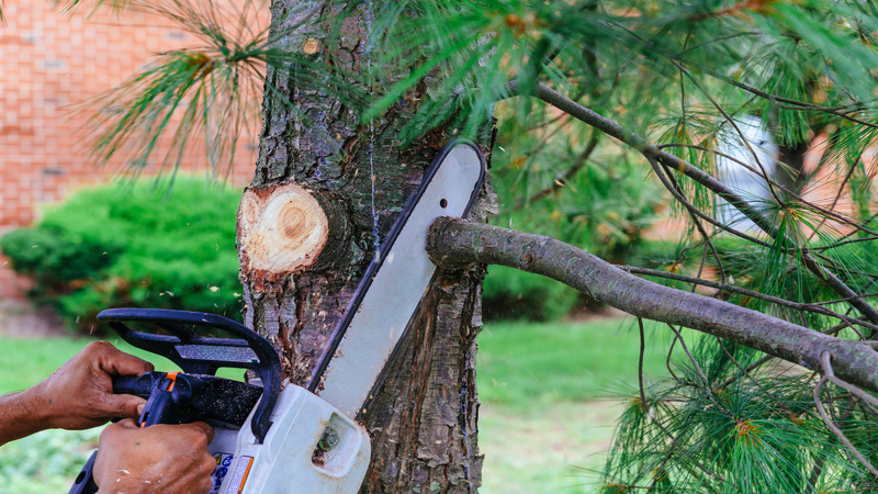 Get Expert Help with Tree Pruning in St. Augustine, FL