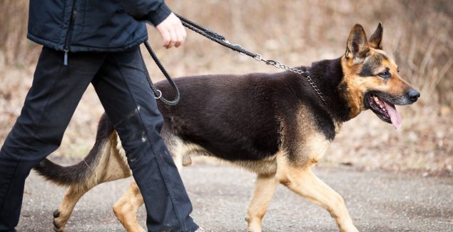 Preparing to Board Your Dog While Away from Home at a Chicago Facility