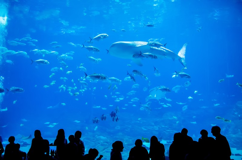 Find Underwater Life, Outer Space, Dinosaurs, and More at This Musem