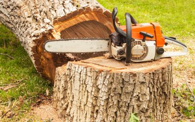 Getting Help From A Tree Removal in Olathe KS