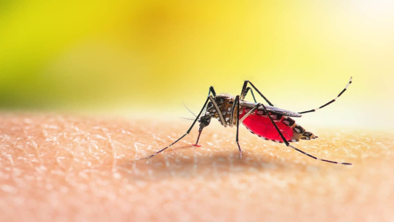 What to Know About Mosquito Companies in Sellersburg, IN