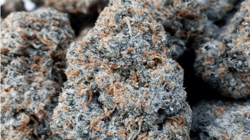 Discover What You Can Expect to Find at the Best Dispensary in Montana