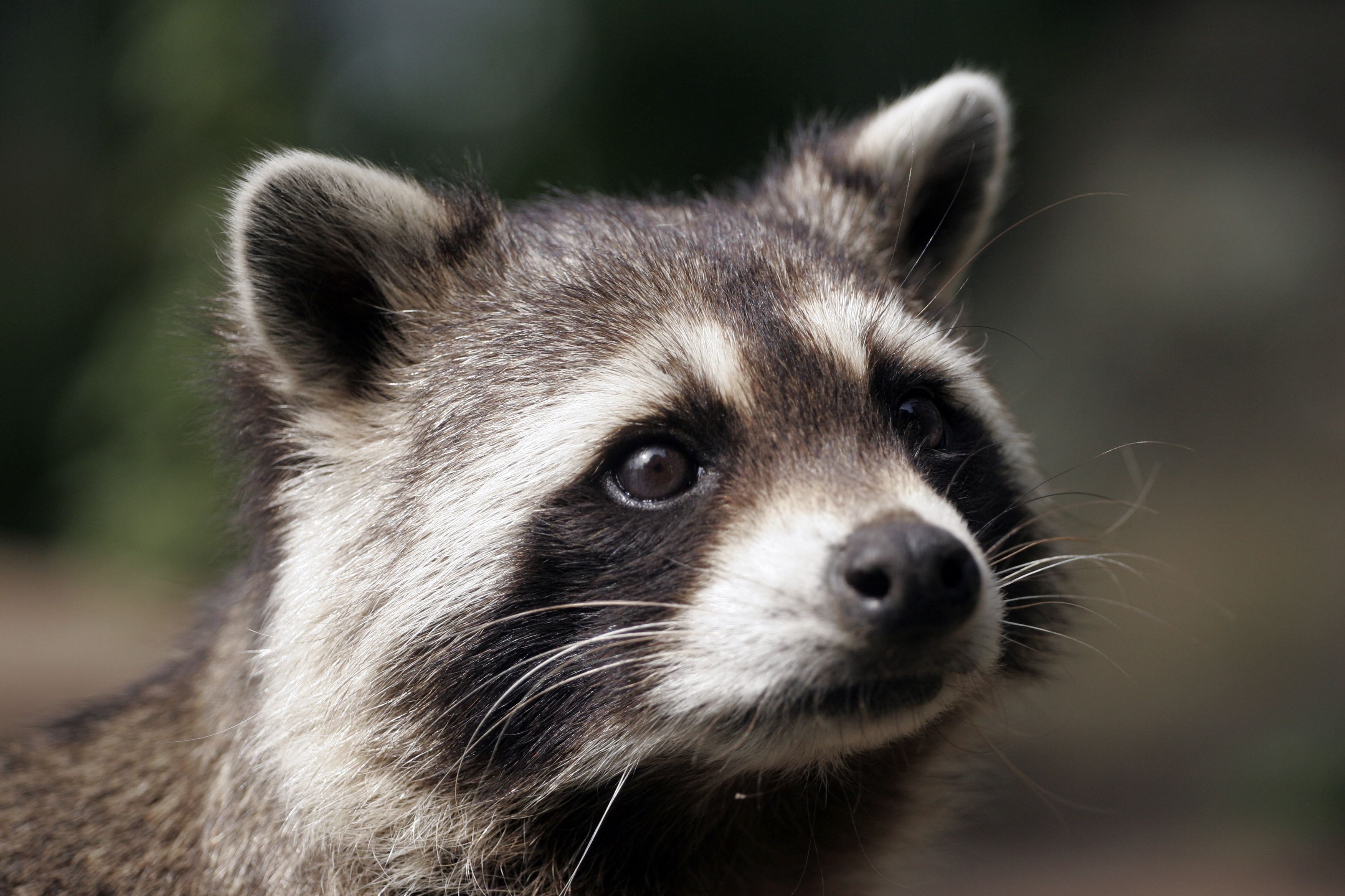 Reach Out to The Most Dependable Wildlife Removal Company in Washington, MO