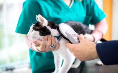 Emergencies That Require Immediate Veterinary Assistance in Sarasota