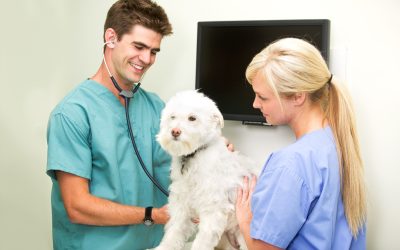 Choosing the Right Animal Hospital in Sarasota, FL, for Your Pet