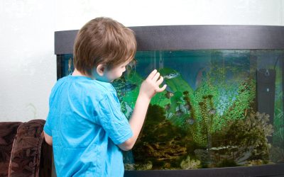 3 Tips for Buying the Perfect Corner Aquarium Tank