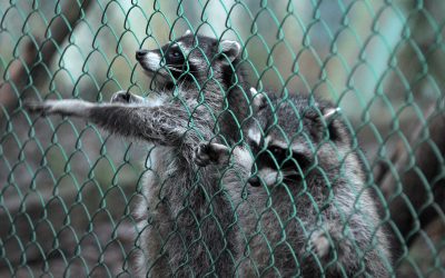 Protecting Your Home with Wildlife Exclusion Services in St. Louis, MO.