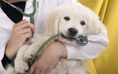 Emergency Vet in Louisville, KY, Care Safeguards Your Pet.