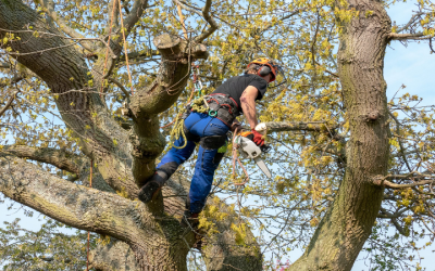 Tree Removal Service in Atlanta, GA: Ensuring Safety and Enhancing Aesthetic Appeal