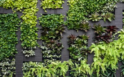 Enhancing interiors with indoor plants in Miami: A guide to green spaces