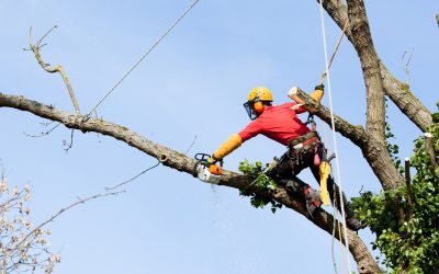 The Essential Role of an Arborist in Marietta, GA: Tree Care and Preservation