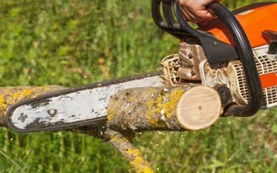 Residential And Commercial Tree Services In Salinas CA