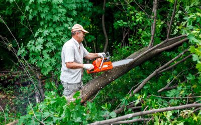 Keeping Your Landscape Healthy and Safe: Expert Residential Tree Services in Metairie, LA