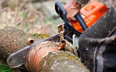 Professional Tree Trimming Services in Sebastian, FL, Improves Both Safety and Aesthetic Appeal.